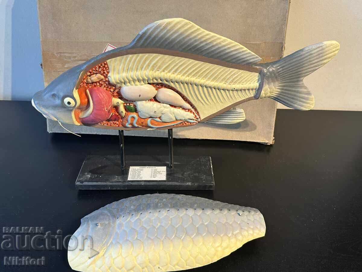 Social Educational Anatomical Model of Carp Social Educational Anatomical Model of Carp