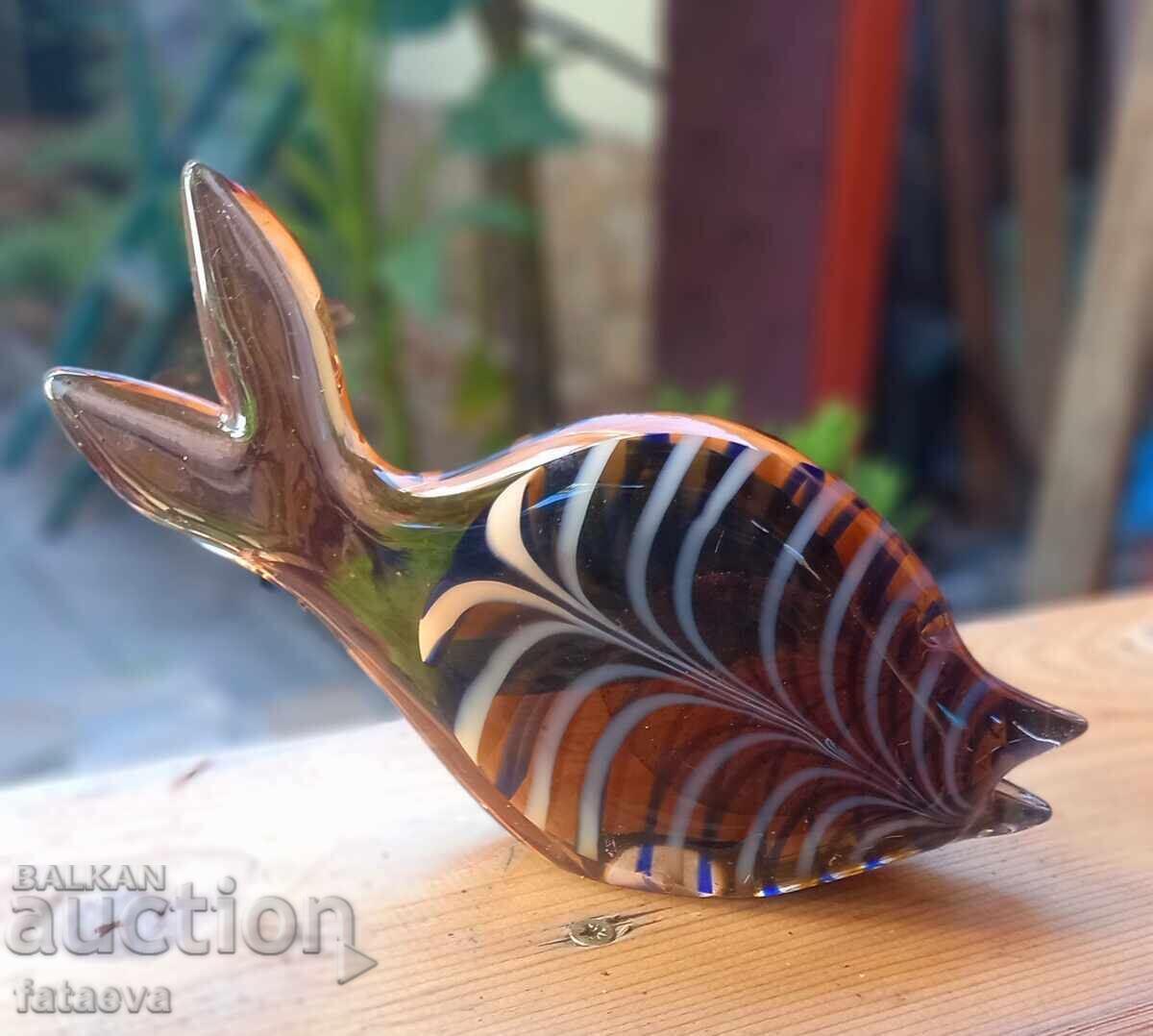 Glass fish, beauty - 5 Glass fish, beauty - 5