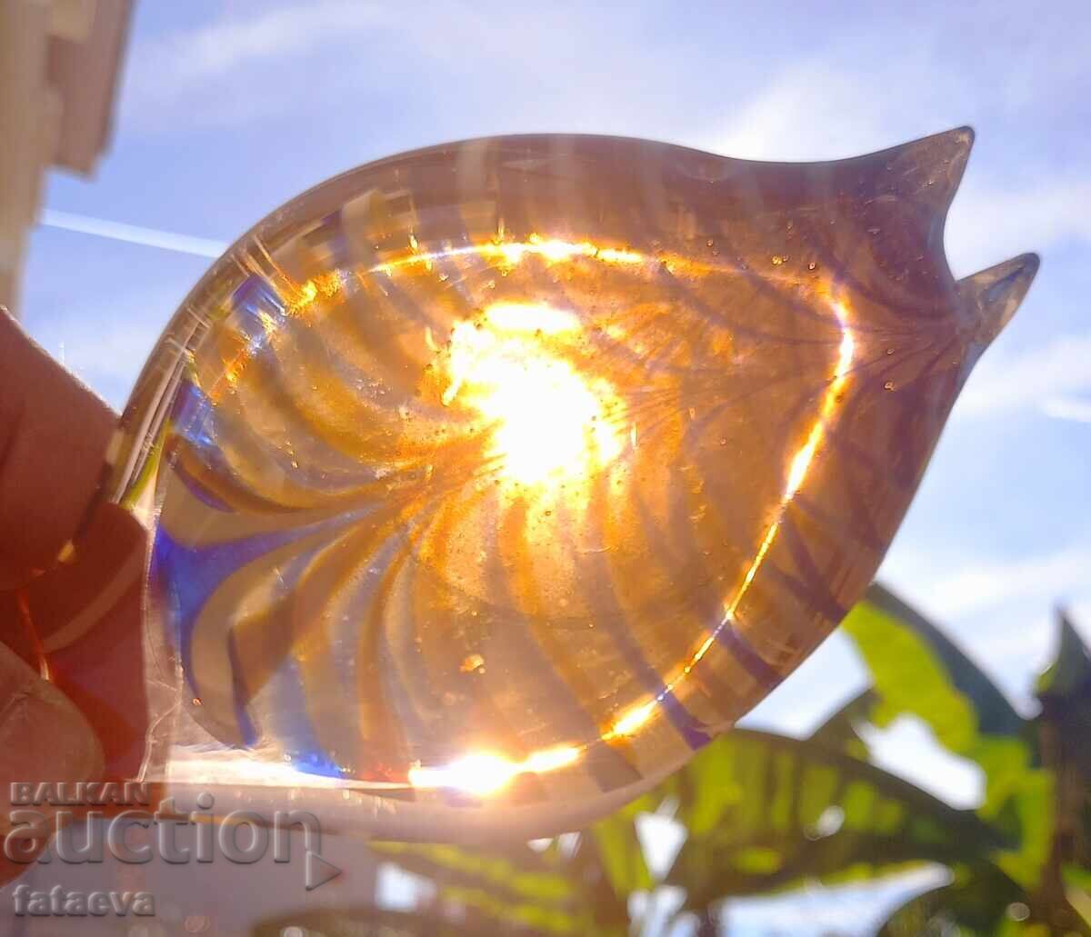 Glass fish, beauty - 6 Glass fish, beauty - 6