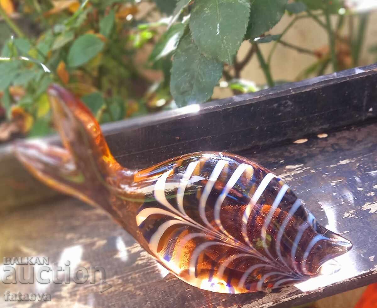 Glass fish, beauty Glass fish, beauty