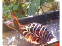 Pește de sticlă, frumusețe