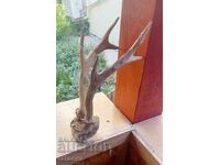 Coarne vechi de căprior