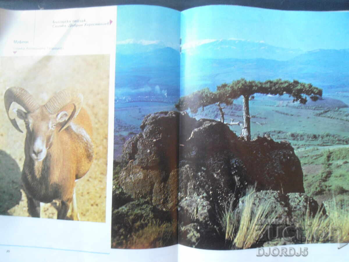 Licitație Revista "Vânătoare și Pescuit", Numărul 5 din 1982