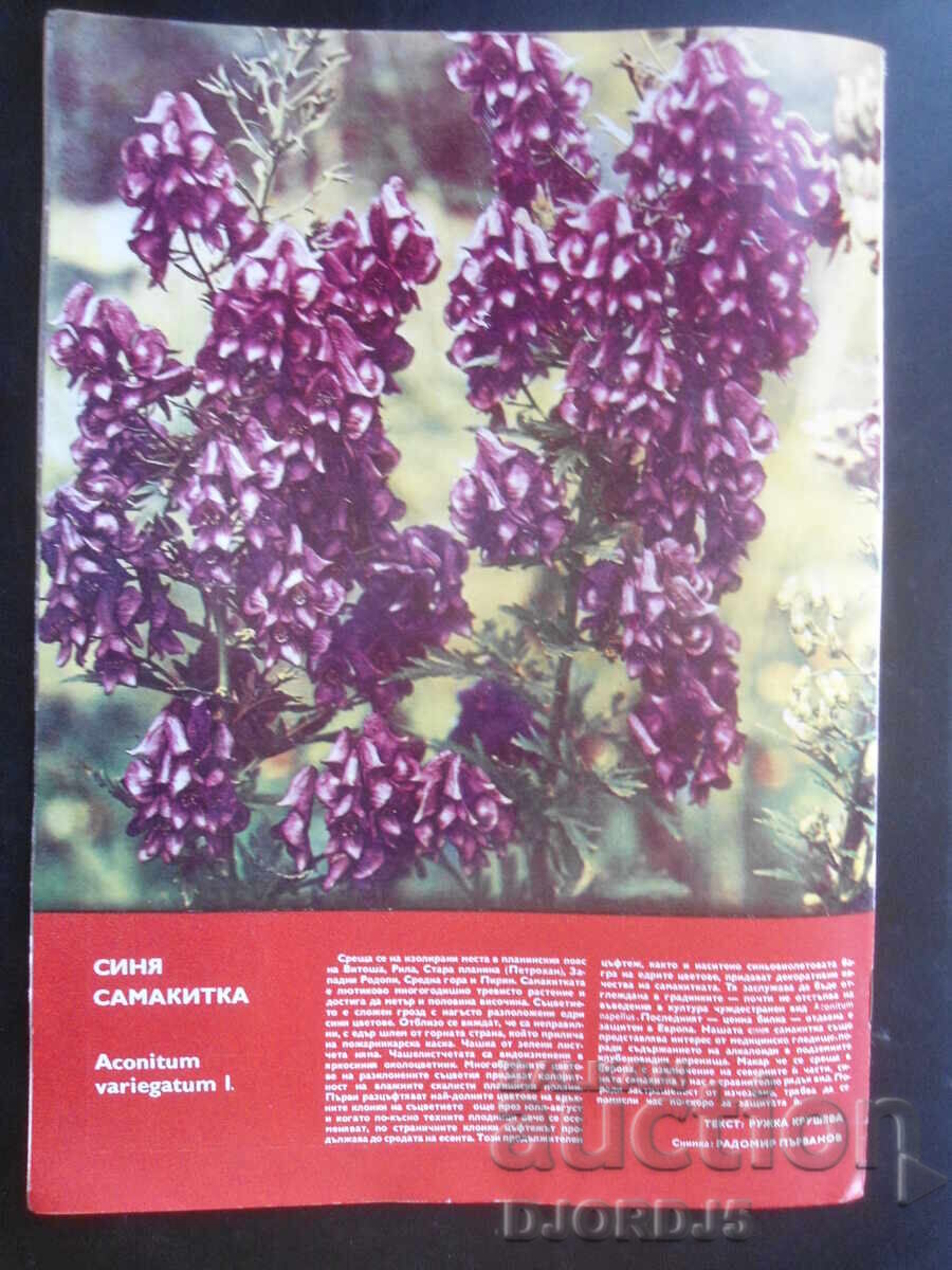 "Tourist" Magazine, Issue 11 from 1980 - 7