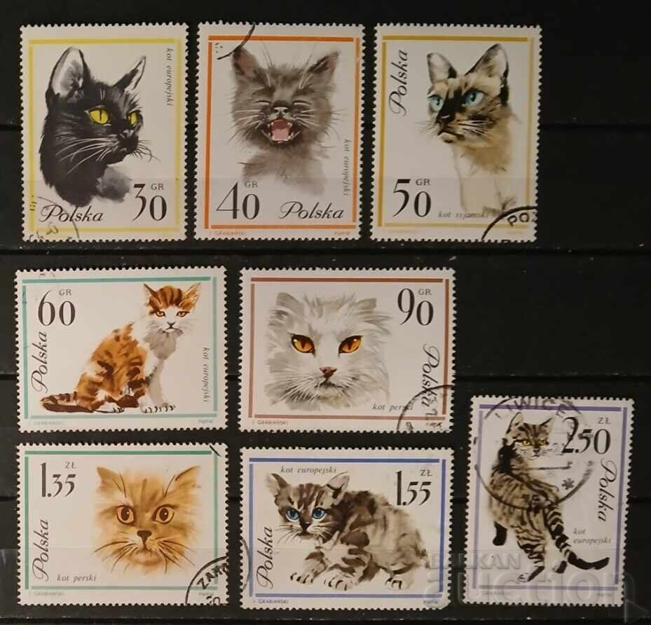 Polonia 1964 Pisici Polonia 1964 Pisici