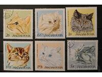 Унгария 1968 Котки