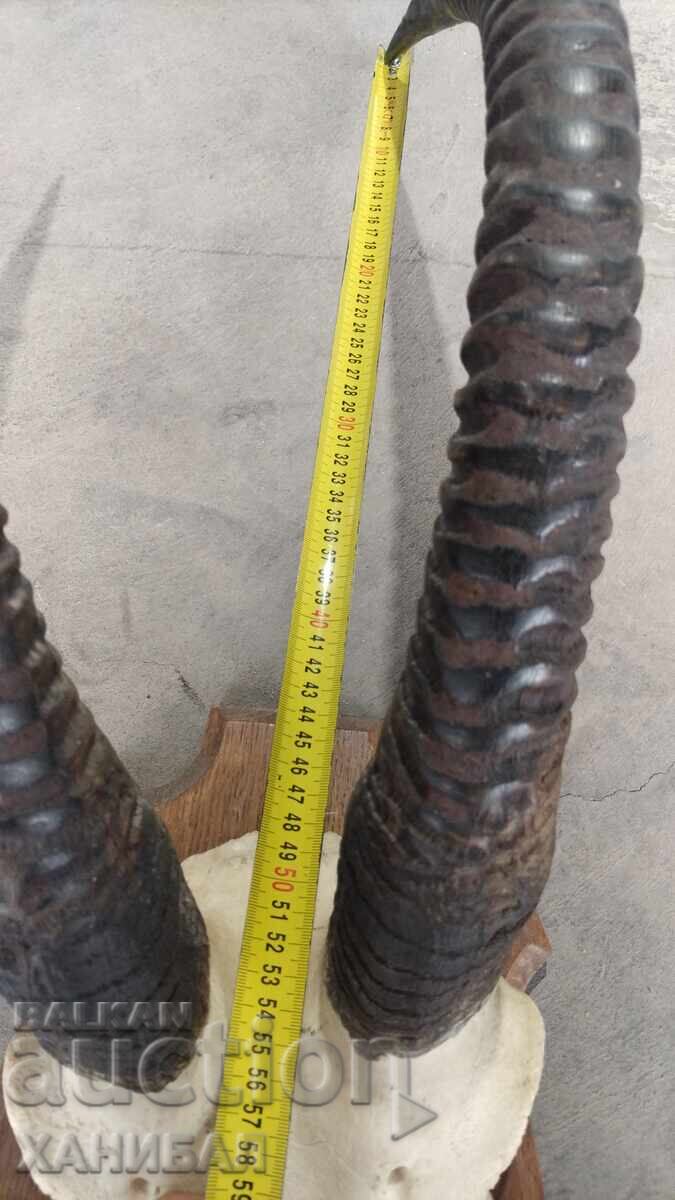 LARGE MUFLON HUNTING TROPHY, ANTELOPE with price 400.00 BGN | € 204.52 LARGE MUFLON HUNTING TROPHY, ANTELOPE with price 400.00 BGN | € 204.52