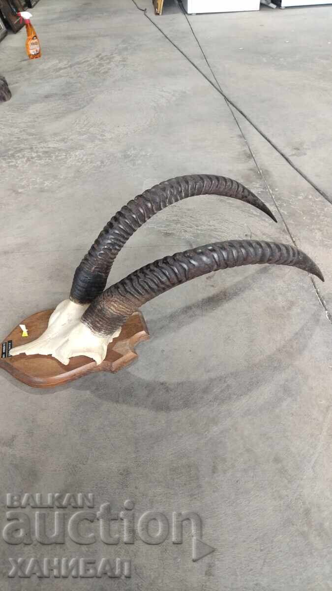 Auction LARGE MUFLON HUNTING TROPHY, ANTELOPE Auction LARGE MUFLON HUNTING TROPHY, ANTELOPE
