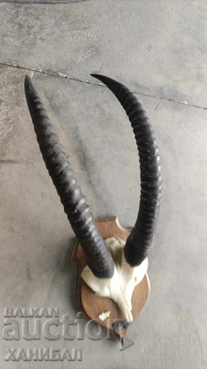 Delivery of LARGE MUFLON HUNTING TROPHY, ANTELOPE Delivery of LARGE MUFLON HUNTING TROPHY, ANTELOPE