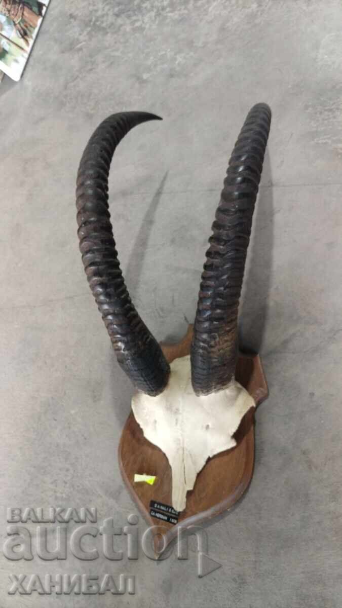 LARGE MUFLON HUNTING TROPHY, ANTELOPE LARGE MUFLON HUNTING TROPHY, ANTELOPE