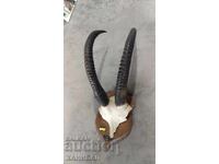 LARGE MUFLON HUNTING TROPHY, ANTELOPE