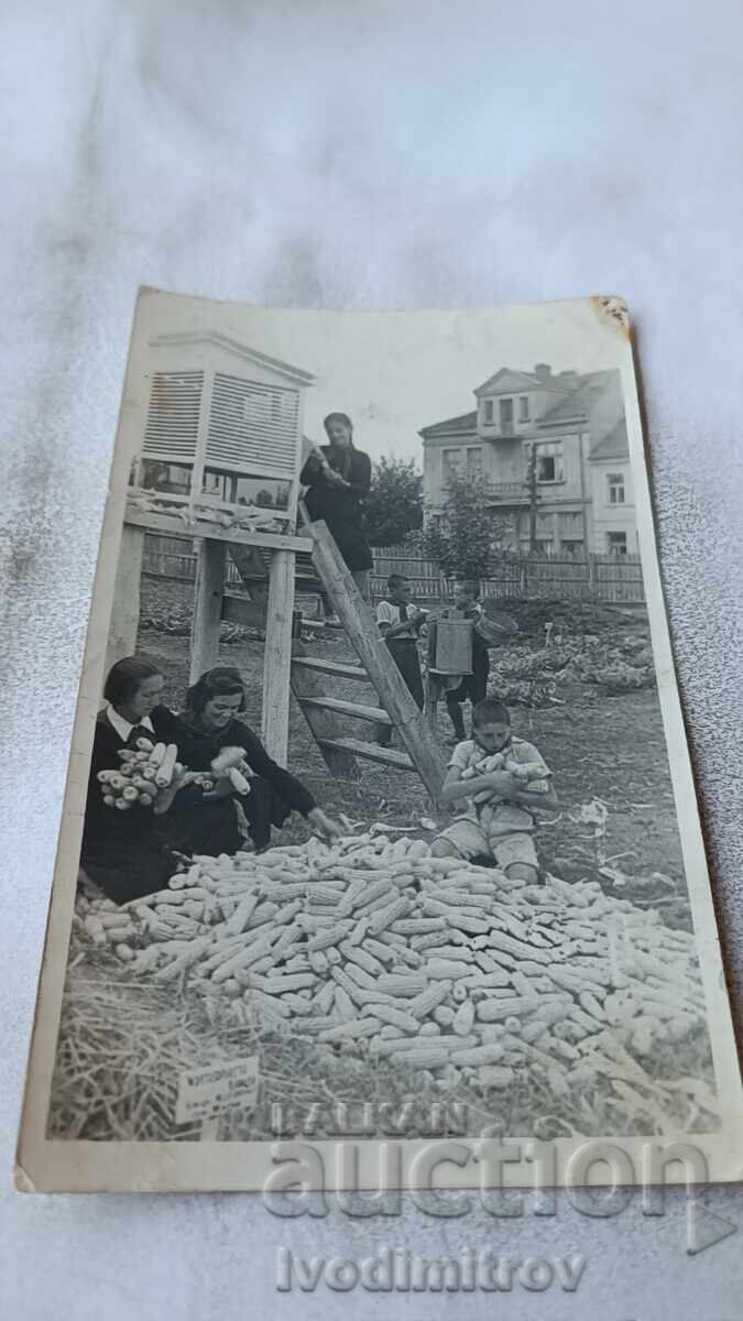 Fotografie Archar, recoltare și depozitare știuleți de porumb 1965