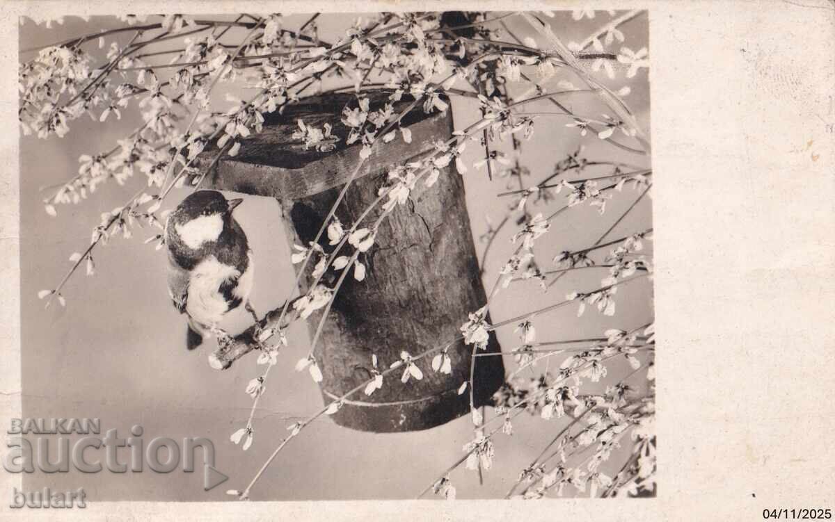 Ευχετήρια Κάρτα Πουλί Ταξιδεμένο ΤΚ