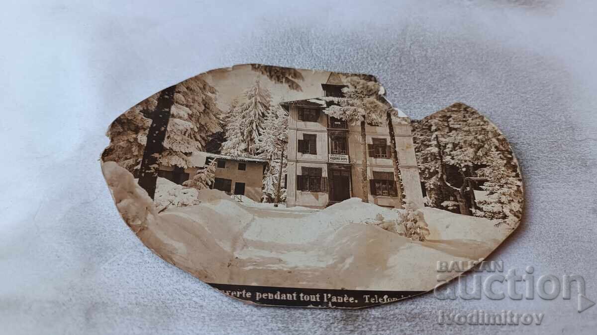 Π Κ Τσαμύ Κορία Πανσιόν: Το υπέροχο πεύκο της Λιούμπα Κράσνικοβα Π Κ Τσαμύ Κορία Πανσιόν: Το υπέροχο πεύκο της Λιούμπα Κράσνικοβα