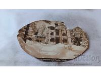 Π Κ Τσαμύ Κορία Πανσιόν: Το υπέροχο πεύκο της Λιούμπα Κράσνικοβα