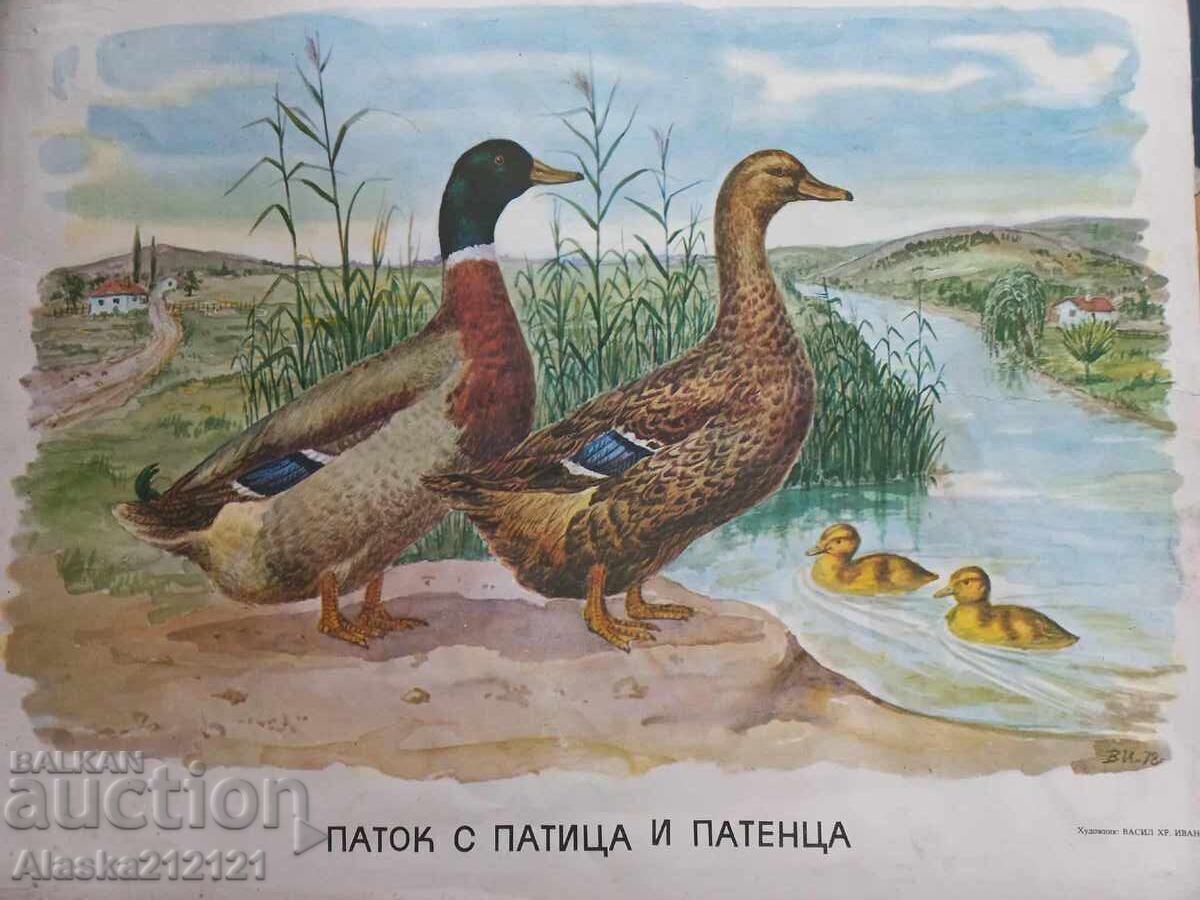 Afiș, litografie - instruire pentru copii - rață și rățoi