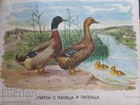 Afiș, litografie - instruire pentru copii - rață și rățoi