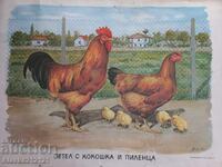 Afiș, litografie - lecții pentru copii - cocoș, găină