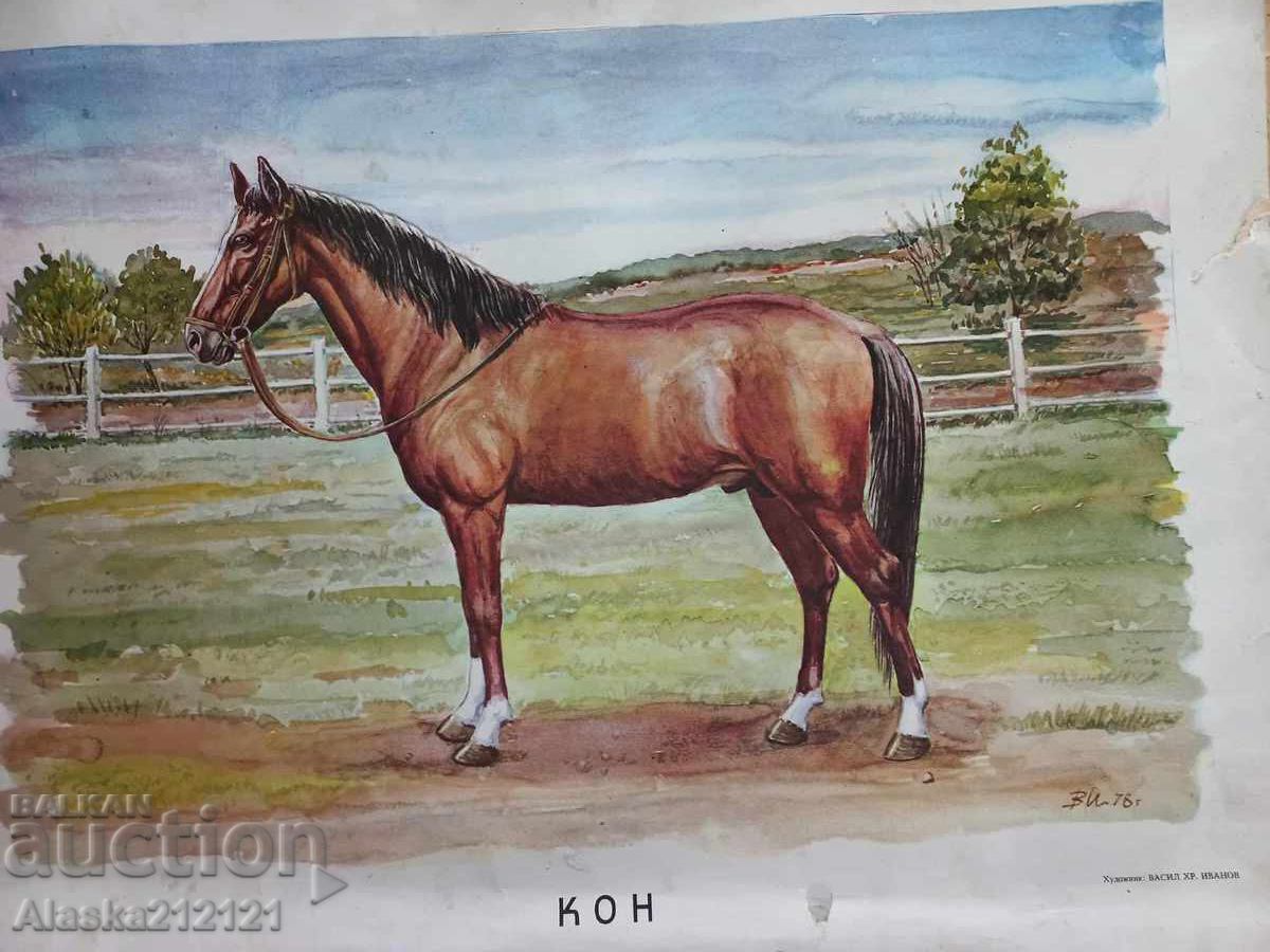 Αφίσα, λιθογραφία - εκπαίδευση παιδιών - άλογο