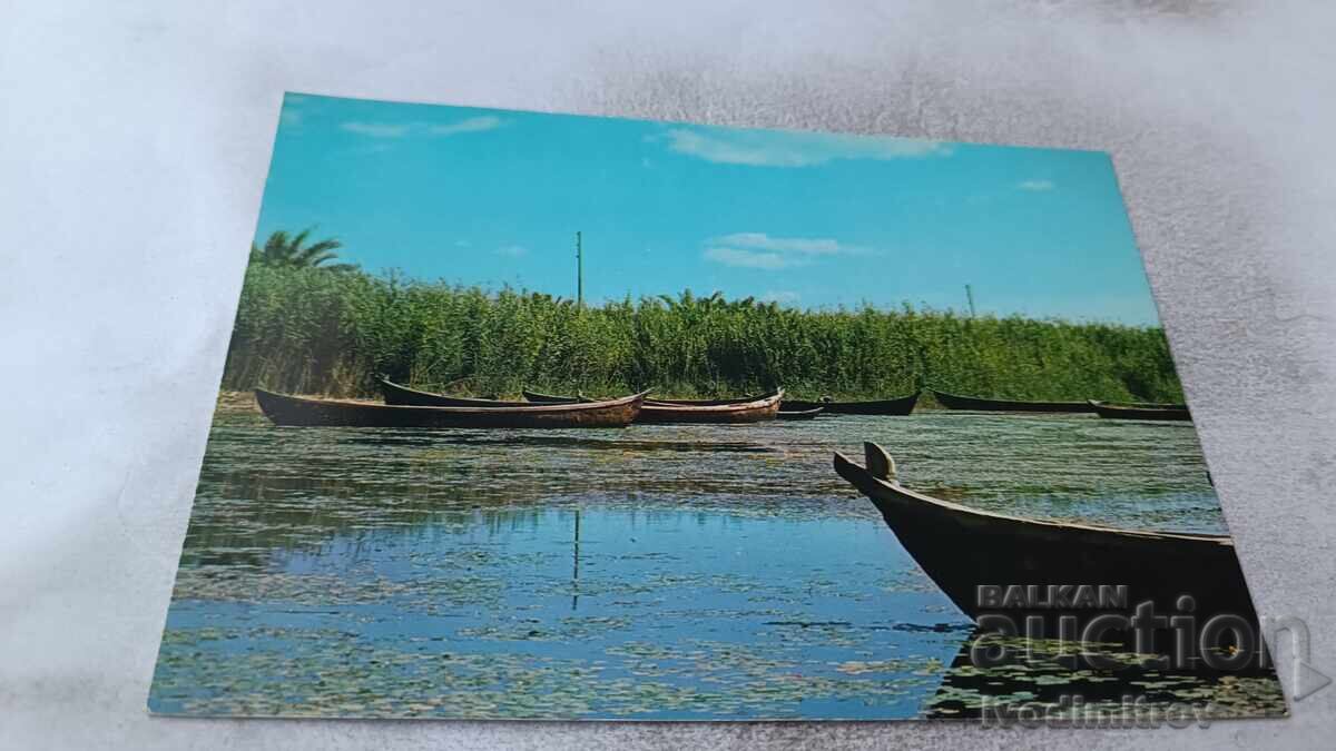 Postcard: Marshes of Nasiriyah Postcard: Marshes of Nasiriyah