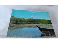 Postcard: Marshes of Nasiriyah