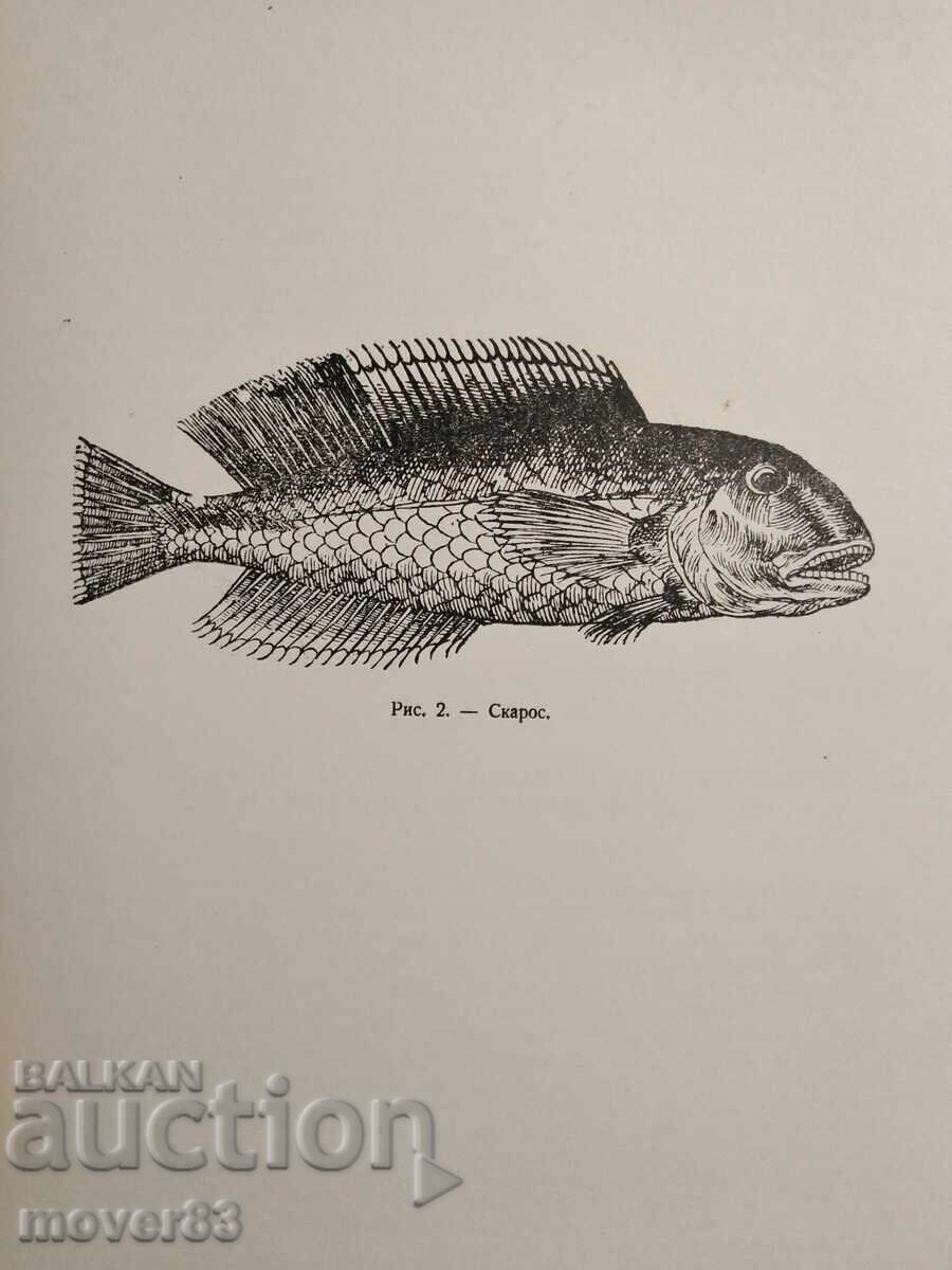 Συλλογή. Παρατηρήσεις για σπάνια και αξιοσημείωτα πράγματα - 7