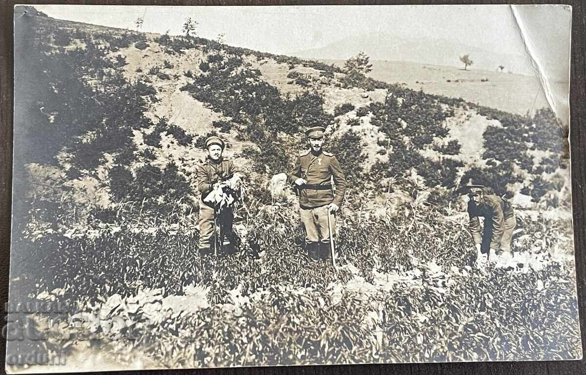 5172 Kingdom of Bulgaria, Huma village, soldier's vegetable garden