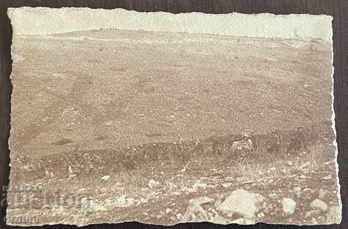 5176 Царство България телени мрежи Яребична 1916г. ПСВ