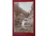 Munte Râu - Foto Căprioară de munte