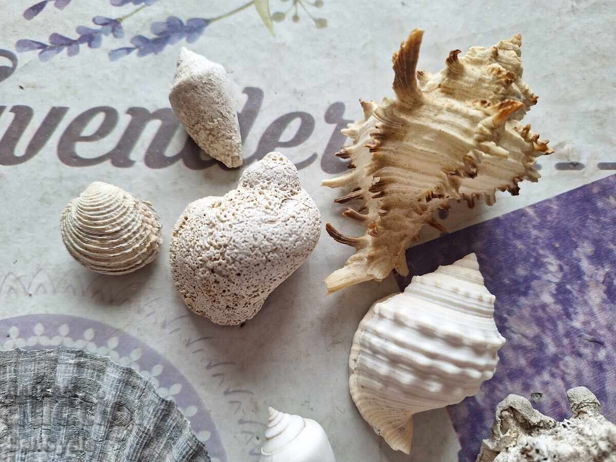 ✅MIDII/RAPANE/SCOICI/MELCI❗ cu preț 3.00 BGN | € 1.53 ✅MIDII/RAPANE/SCOICI/MELCI❗ cu preț 3.00 BGN | € 1.53