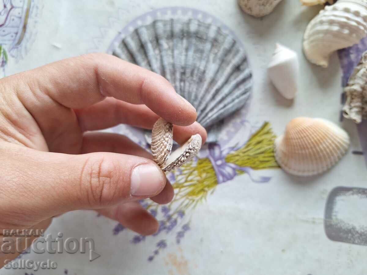 Livrarea ✅MIDII/RAPANE/SCOICI/MELCI❗ Livrarea ✅MIDII/RAPANE/SCOICI/MELCI❗