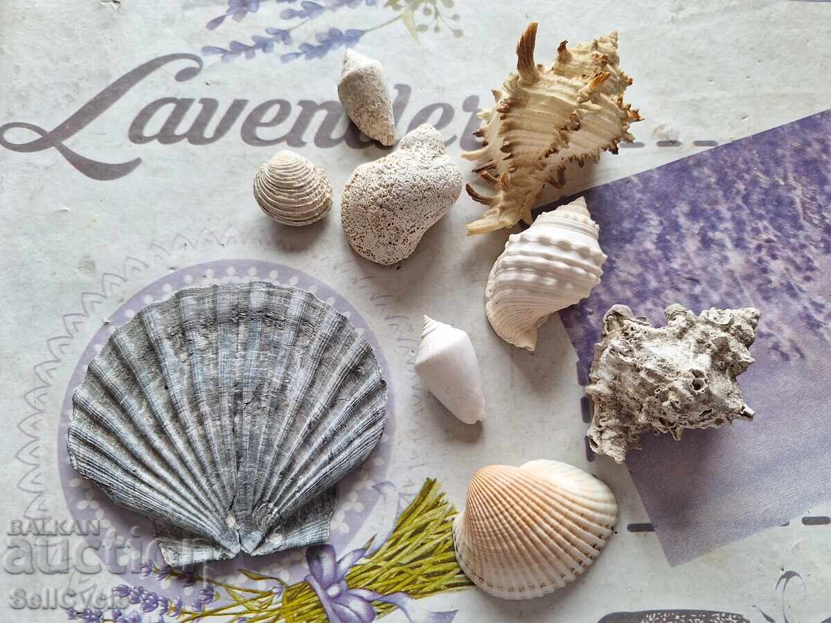 ✅MIDII/RAPANE/SCOICI/MELCI❗ ✅MIDII/RAPANE/SCOICI/MELCI❗