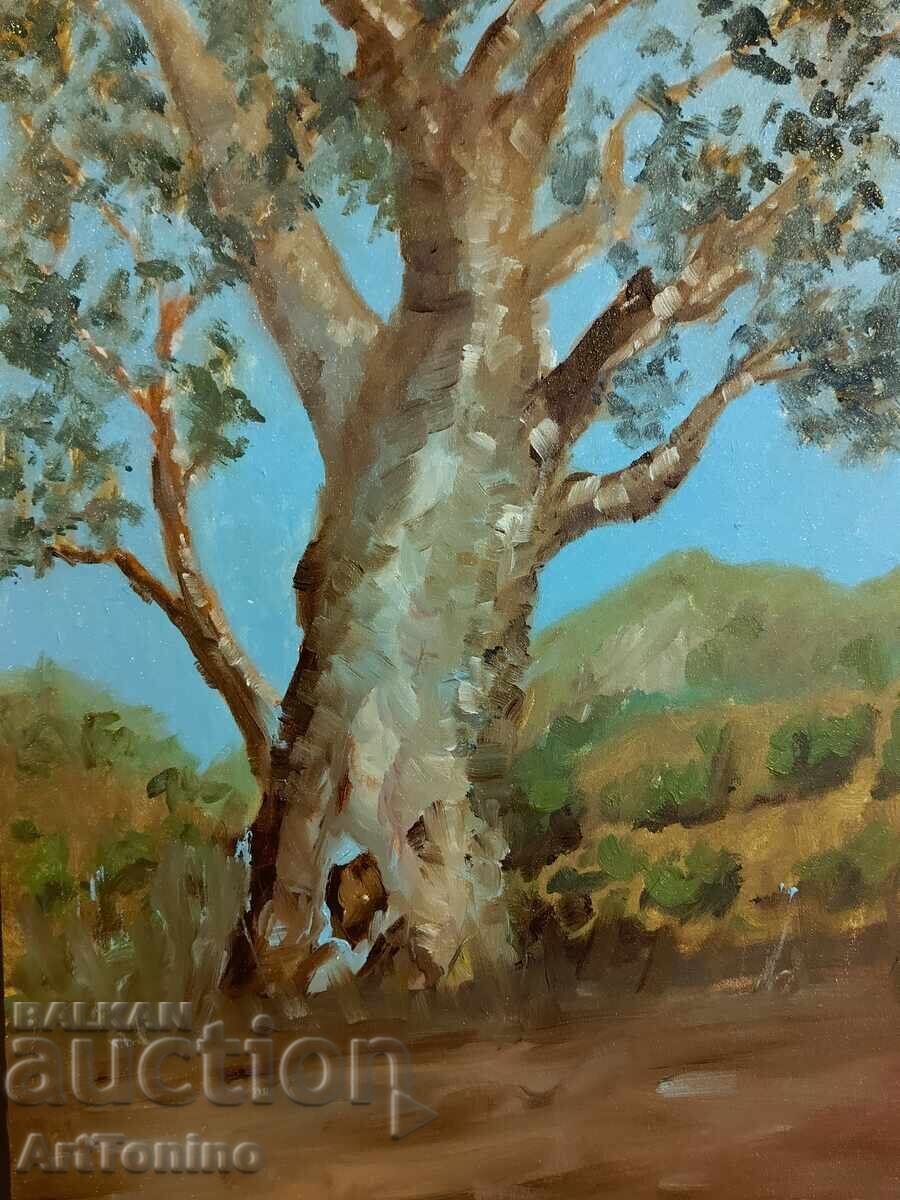 Auction  Oil painting - Forest Landscape - Tree - Eucalyptus