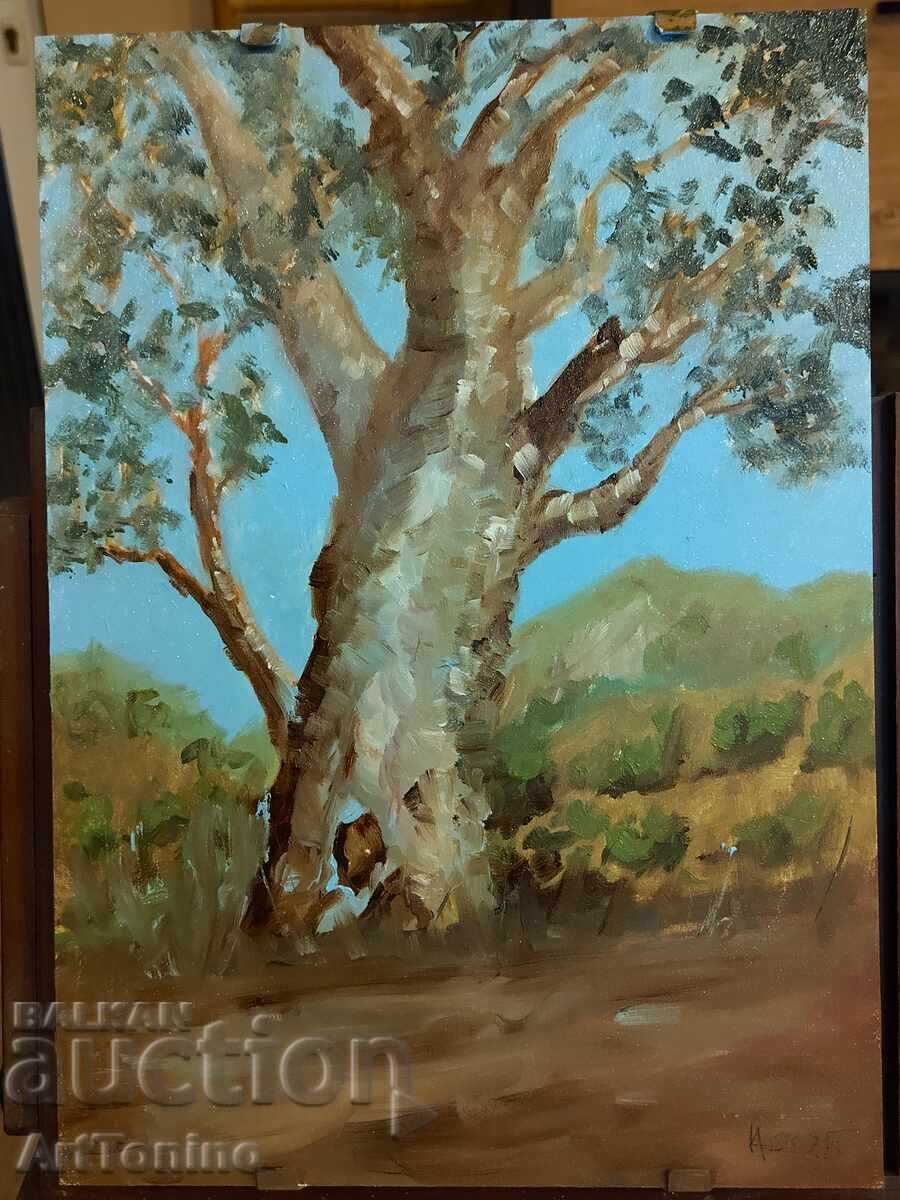 Oil painting - Forest Landscape - Tree - Eucalyptus