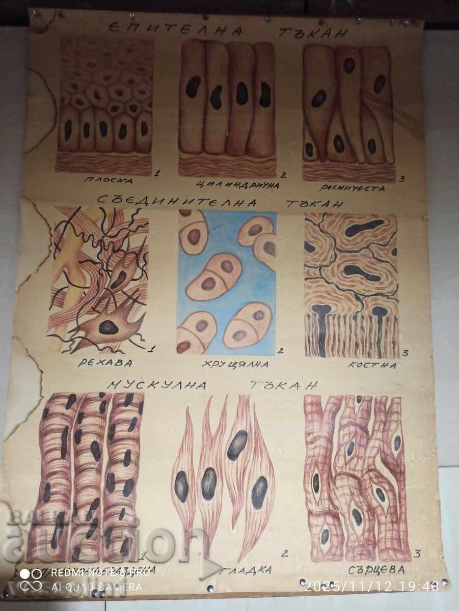 Παλαιό εκπαιδευτικό ταμπλό υφασμένο στο ανθρώπινο σώμα