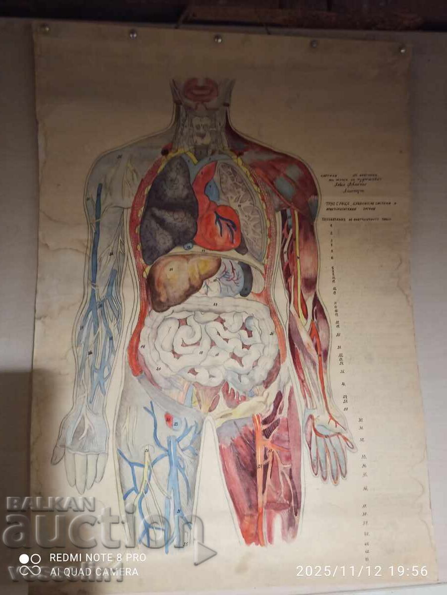 Vechea tabla medicala, tabla anatomia corpului uman Vechea tabla medicala, tabla anatomia corpului uman
