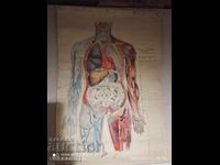 Vechea tabla medicala, tabla anatomia corpului uman