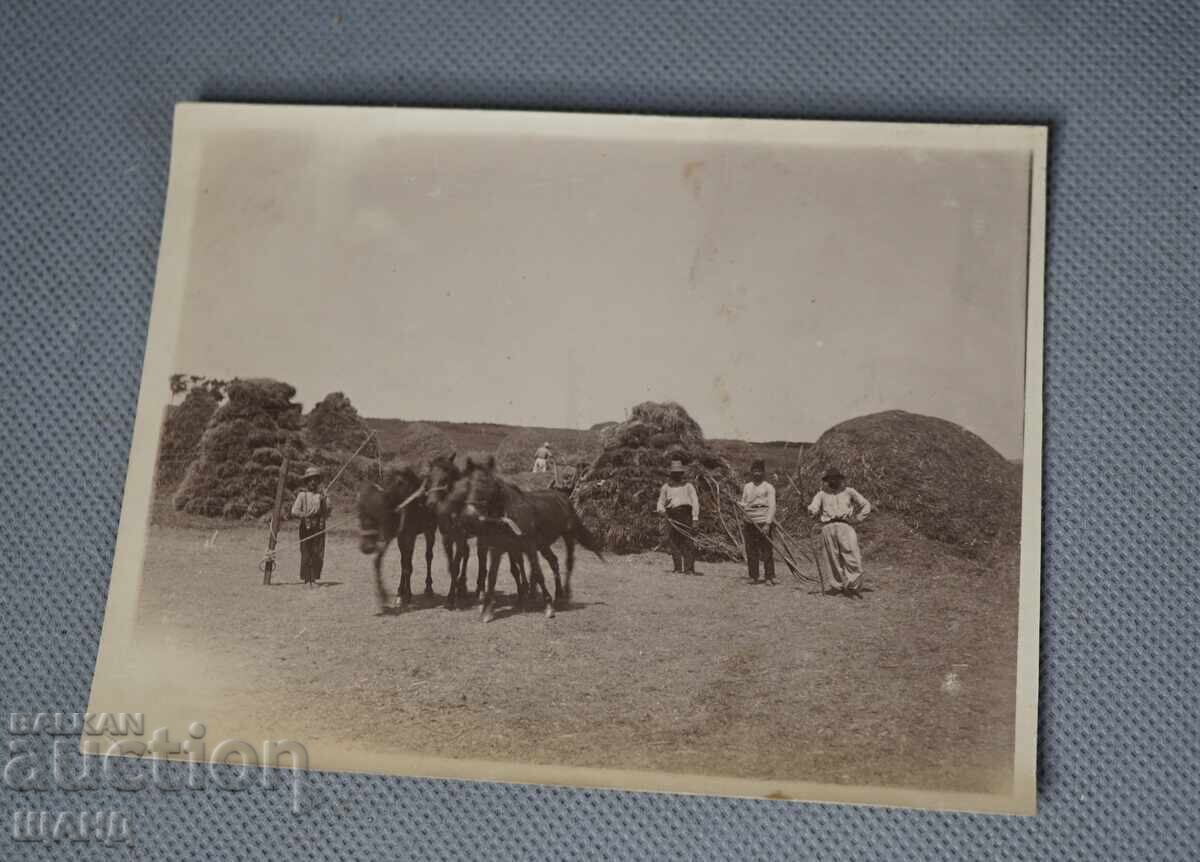 1920 Old Photo Haymaking Horses