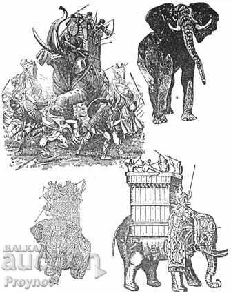 Delivery of Elephant War Spear