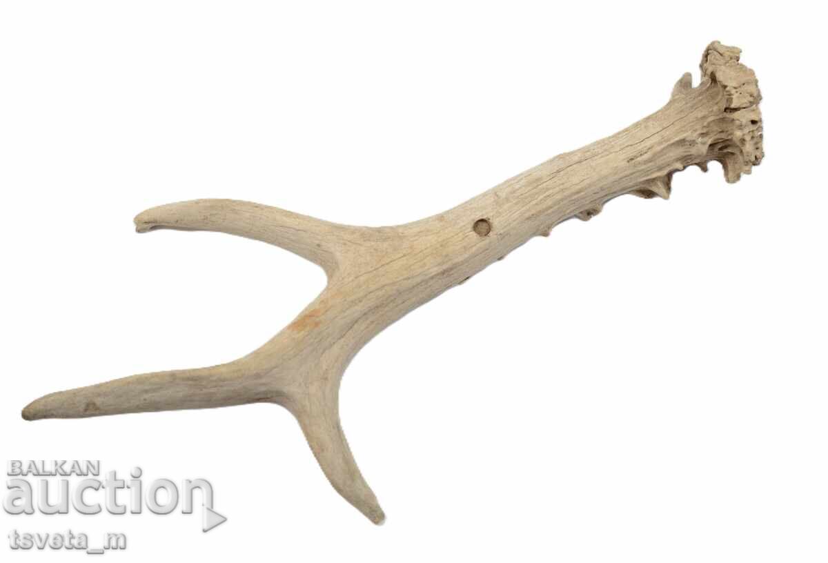 Auction Antler Auction Antler