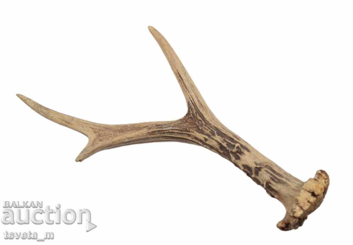 Κέρας ελαφιού με τιμή 12.00 BGN | € 6.14