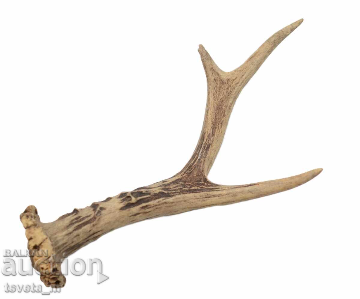 Δημοπρασία Κέρας ελαφιού