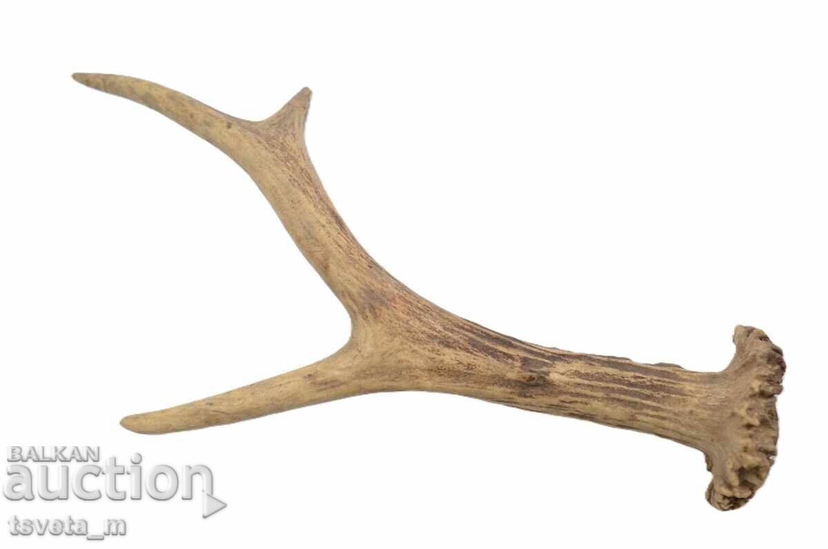 Κέρας ελαφιού