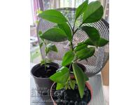 Mlad arbust de mandarin, 2 ani, plantă citrică proaspătă