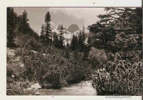 Картичка  България  Рила Връх Мальовица 12**