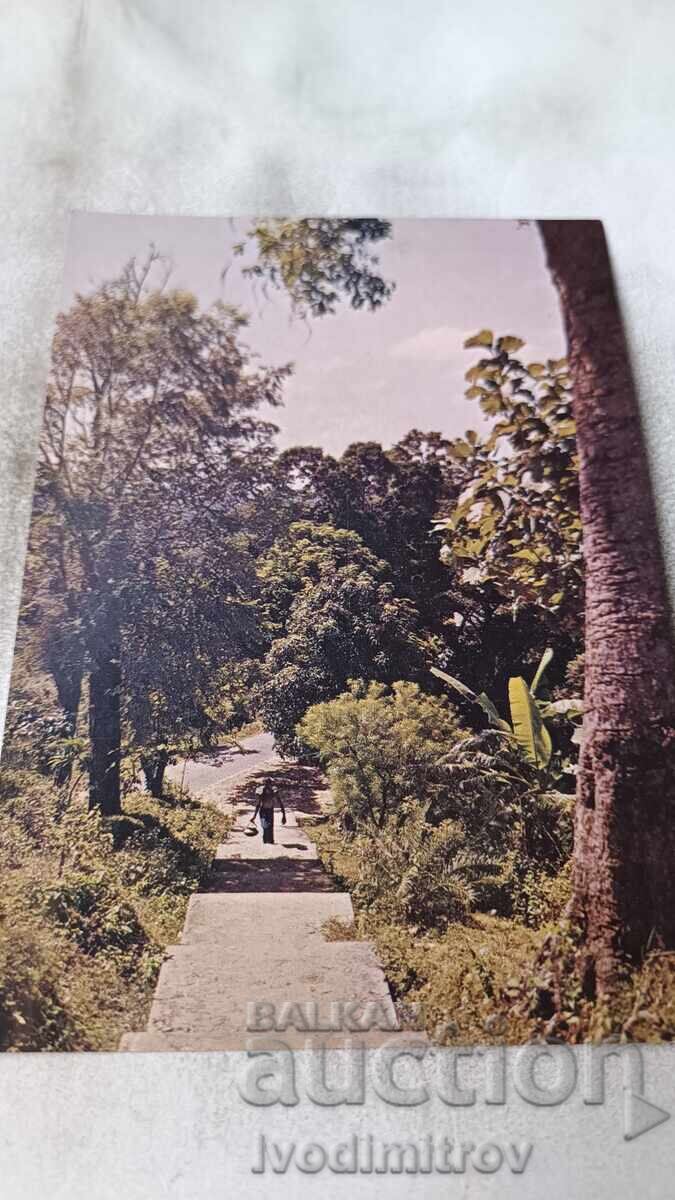 Postcard A Forest Track Postcard A Forest Track