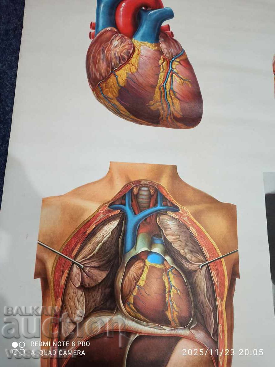 Vechi panou didactic de la Deutsches Hygiene-Museum, secțiune transversală a inimii cu preț 72.00 BGN | € 36.81 Vechi panou didactic de la Deutsches Hygiene-Museum, secțiune transversală a inimii cu preț 72.00 BGN | € 36.81