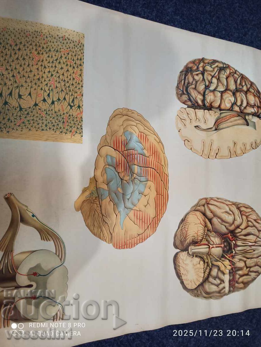 Licitație Veche planșă educațională de la Deutsches Hygiene-Museum, secțiune creier