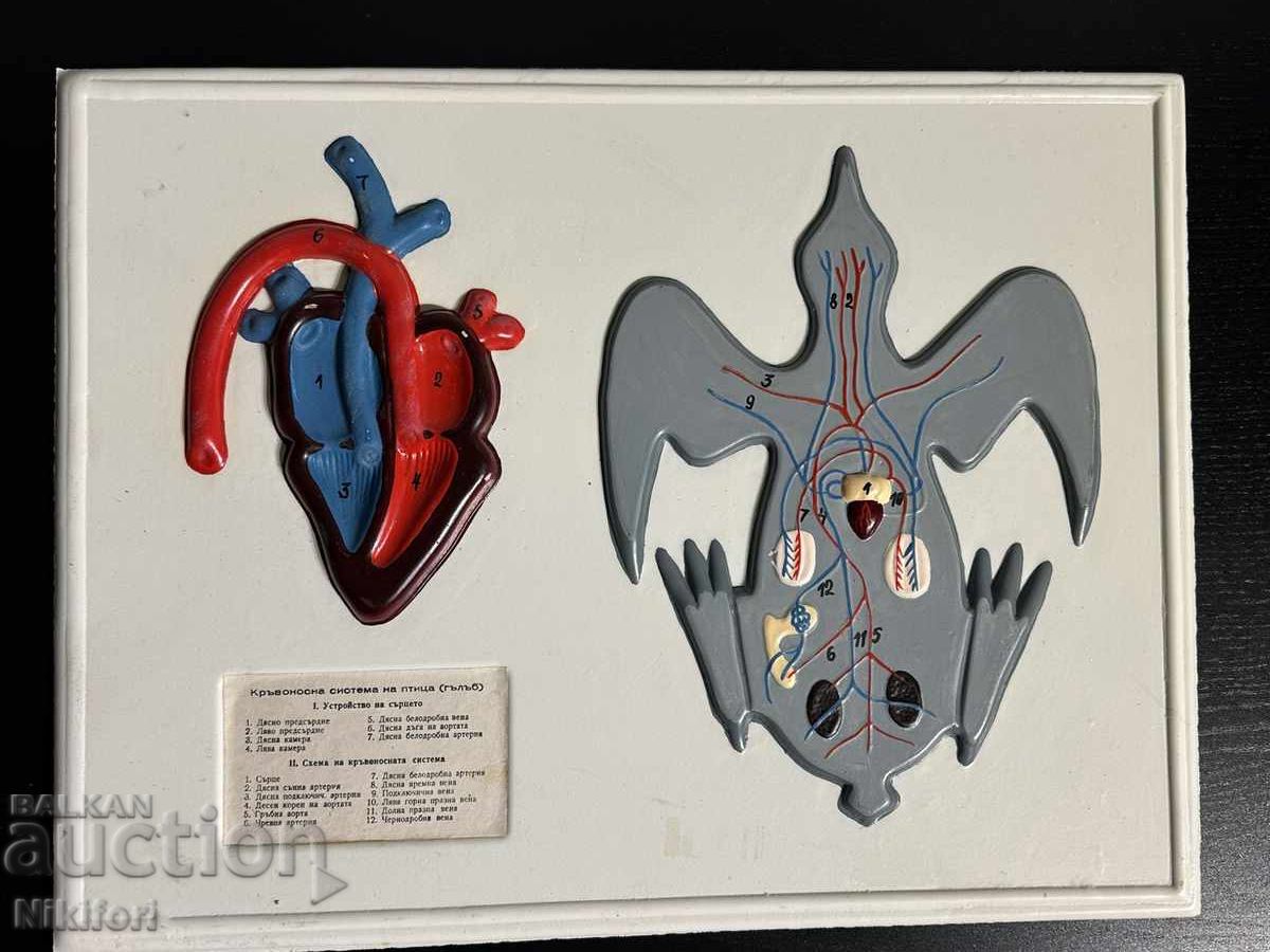 Аукцион Соц Учебни Табла Биология Аукцион Соц Учебни Табла Биология