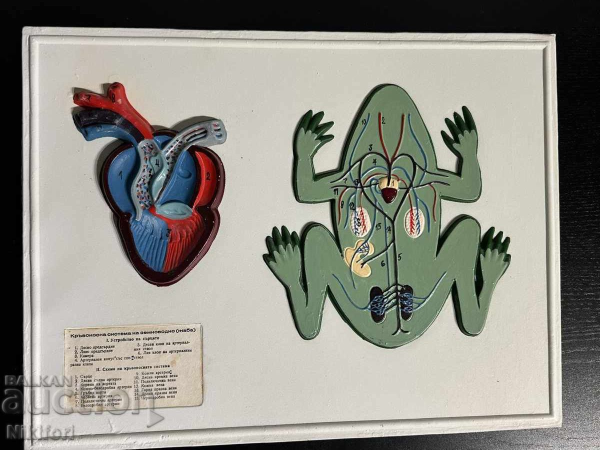 Доставка на Соц Учебни Табла Биология Доставка на Соц Учебни Табла Биология